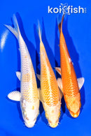 6.25 - 6.75" PACK OF (3) STANDARD KOI