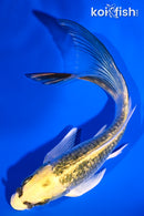 5.5" GINRIN KUJAKU BUTTERFLY