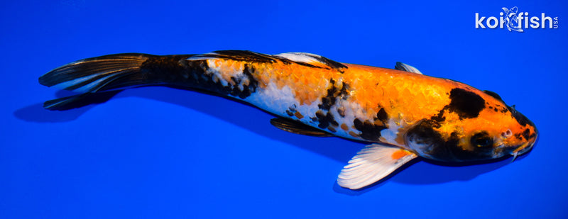 11.75" KIN HI SHOWA