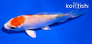 3.5" YAMATO NISHIKI