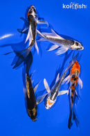 PACK OF (5) 4.25-4.5" BUTTERFLY KOI