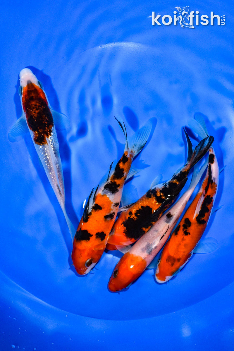 PACK OF (5) 4.25"-5.75" STANDARD KOI