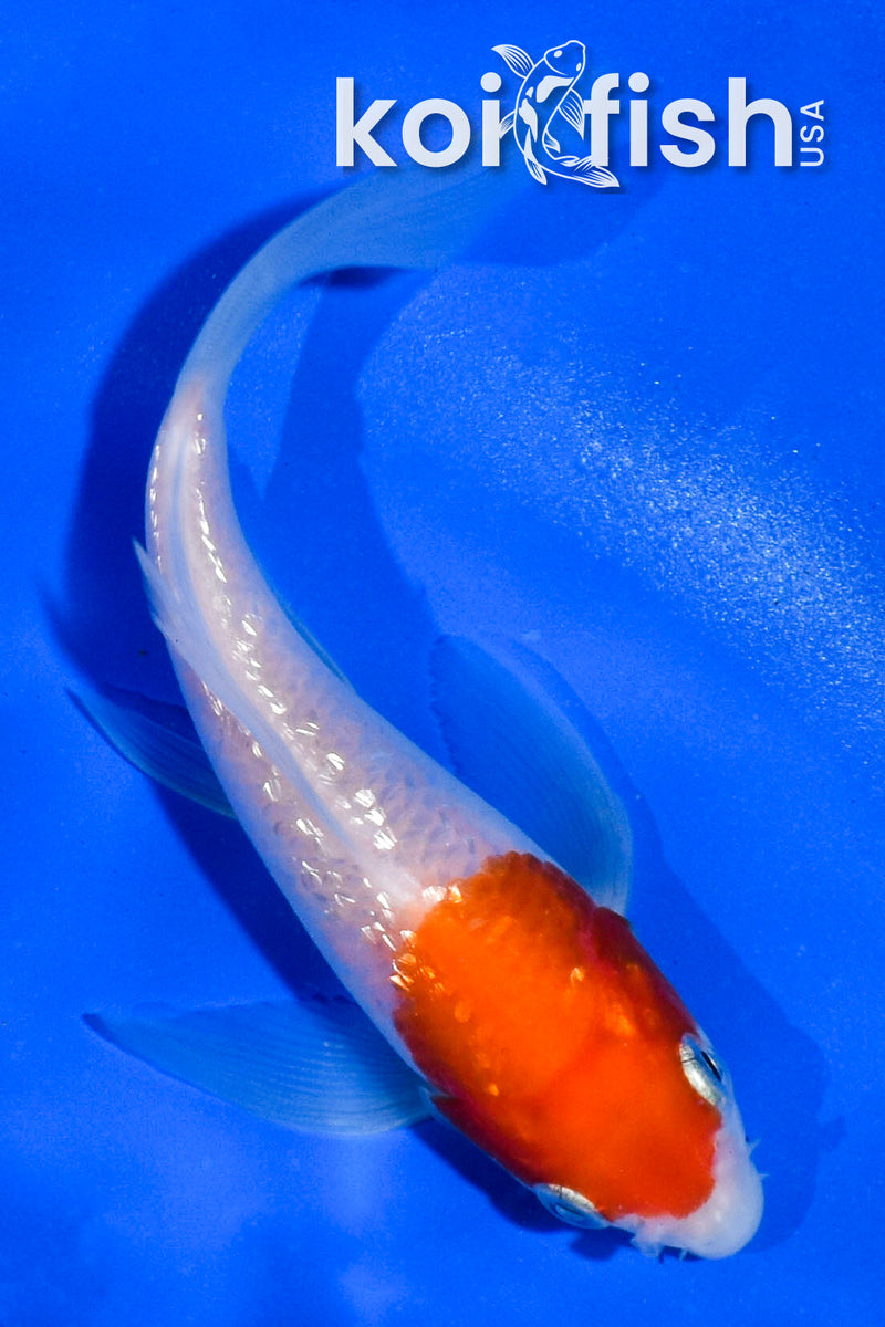 4.5" GINRIN HARIWAKE BUTTERFLY