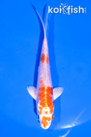 4.5" KIKUSUI
