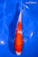 7.25" KOHAKU