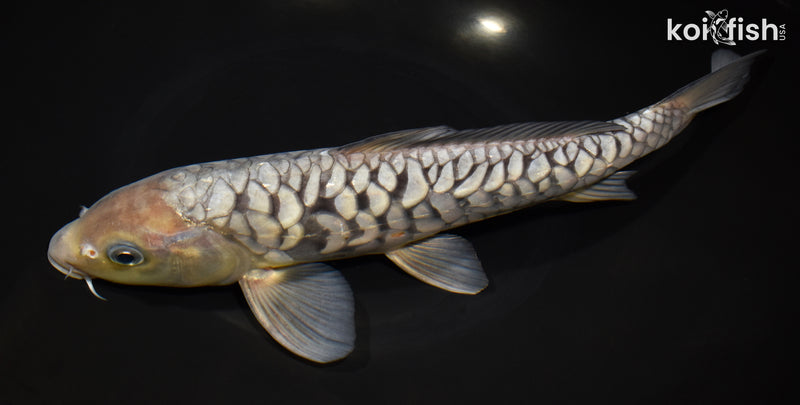 11.75" SORAGOI