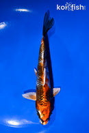 6" KIN SHOWA