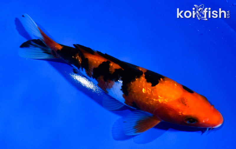 5.5" GINRIN SANKE