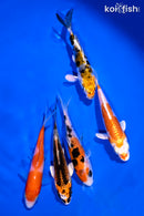 PACK OF (5) 4-5" STANDARD KOI