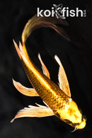 7.25" KI MATSUBA BUTTERFLY