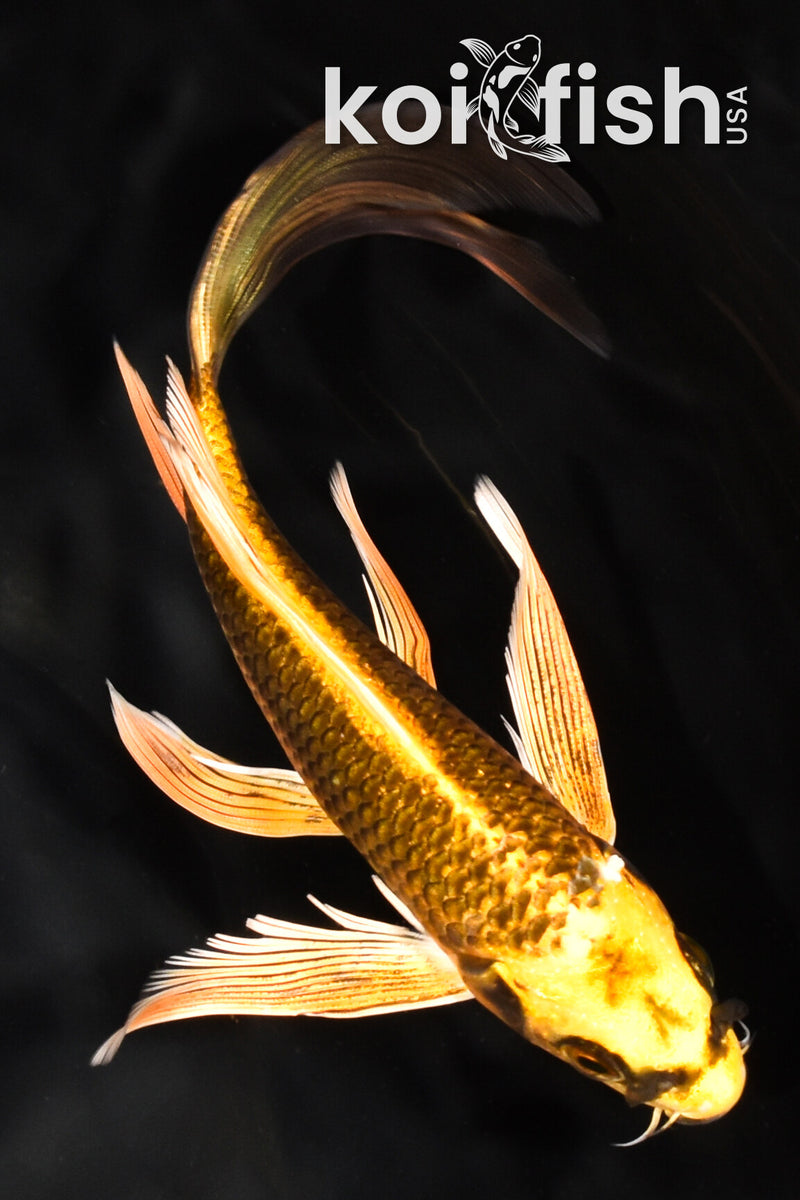 7.25" KI MATSUBA BUTTERFLY