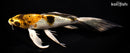 9.5" KUJAKU BUTTERFLY
