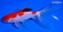 6.25" SARASA WATONAI GOLDFISH
