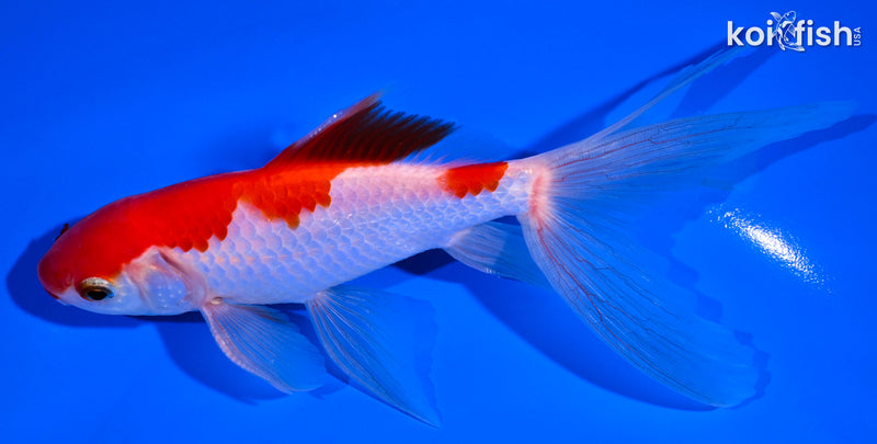 6.25" SARASA WATONAI GOLDFISH