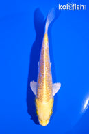 5.25" GINRIN YAMABUKI OGON