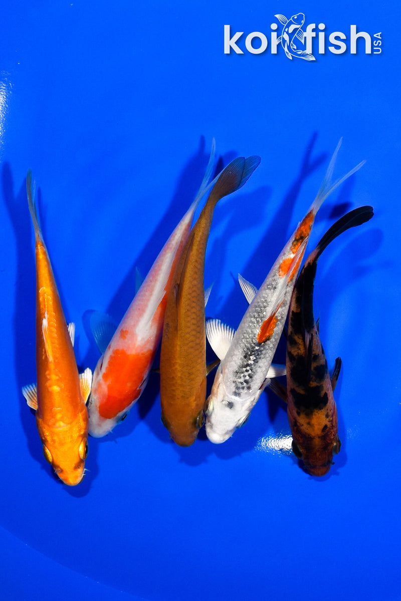 PACK OF (5) 3.75-4" STANDARD KOI