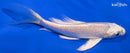 4.75" PLATINUM OGON BUTTERFLY