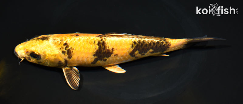 8.75" KIN KI UTSURI
