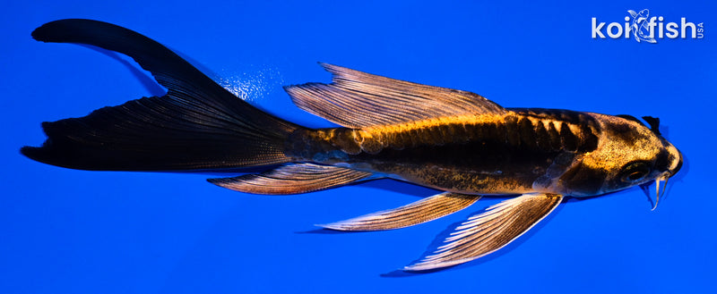 5.5" BENI KIKOKURYU BUTTERFLY