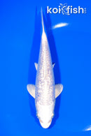 6.75" GINRIN PLATINUM OGON
