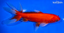 6.25" WATONAI GOLDFISH