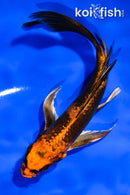 5.5" KIN HI UTSURI BUTTERFLY