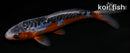 5" SHUSUI
