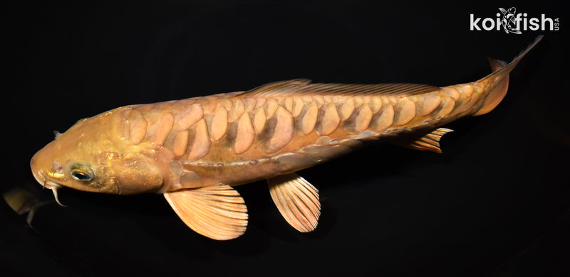 12.75" ARAGOKE CHAGOI