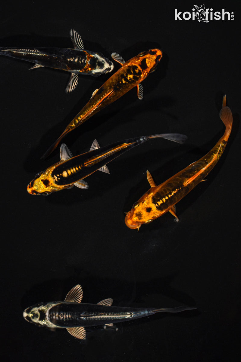 PACK OF (5) 4-4.5" STANDARD GHOST KOI