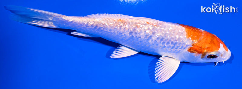 5.75" GINRIN HARIWAKE