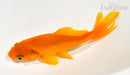 5.25" WAKIN GOLDFISH