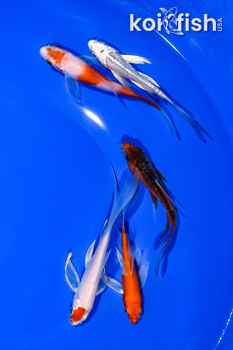 PACK OF (5) 3-4" BUTTERFLY KOI