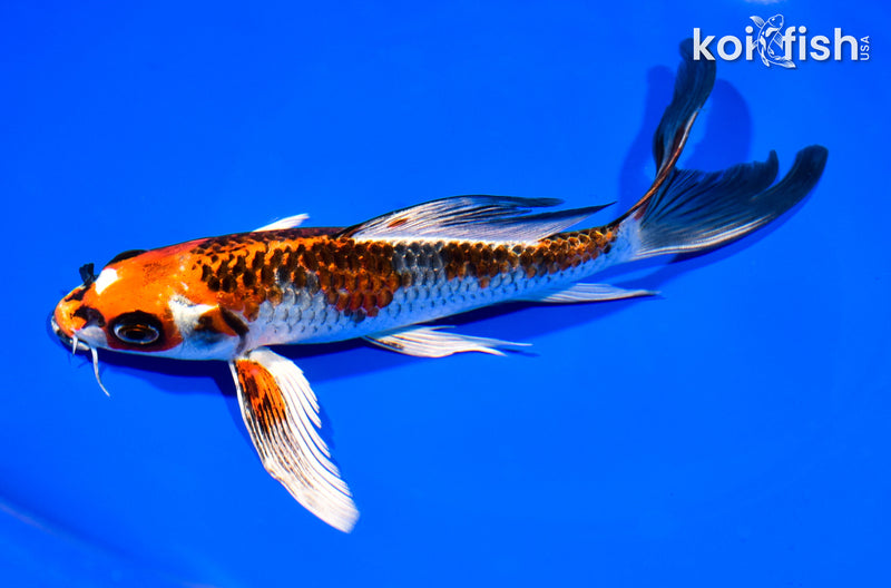 7.5" GINRIN BENI GINGA BUTTERFLY