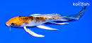 7.5" YAMATO NISHIKI BUTTERFLY