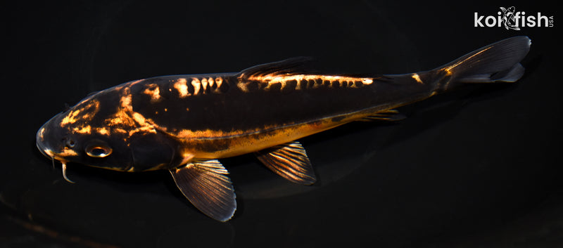 8.25" BENI KIKOKURYU