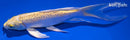 7.25" GINRIN YAMABUKI OGON BUTTERFLY