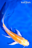 5.25" LEMON HARIWAKE BUTTERFLY