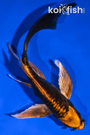 6" BENI KIKOKURYU BUTTERFLY