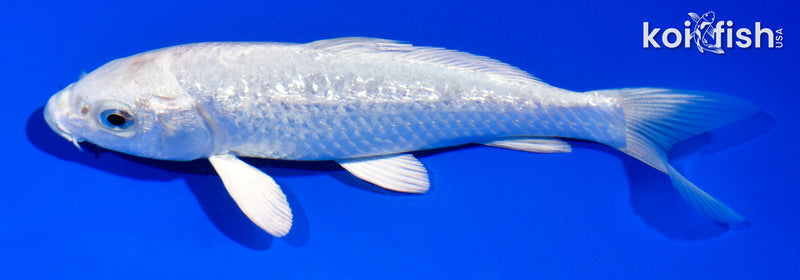 5.5" GINRIN PLATINUM OGON