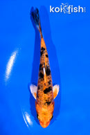 4.5" HEISEI NISHIKI