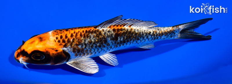 5.75" BENI GINGA