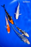 PACK OF (5) 4-4.5" STANDARD KOI