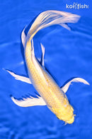 9.5" YAMABUKI OGON BUTTERFLY
