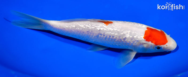 7.25" GINRIN KOHAKU