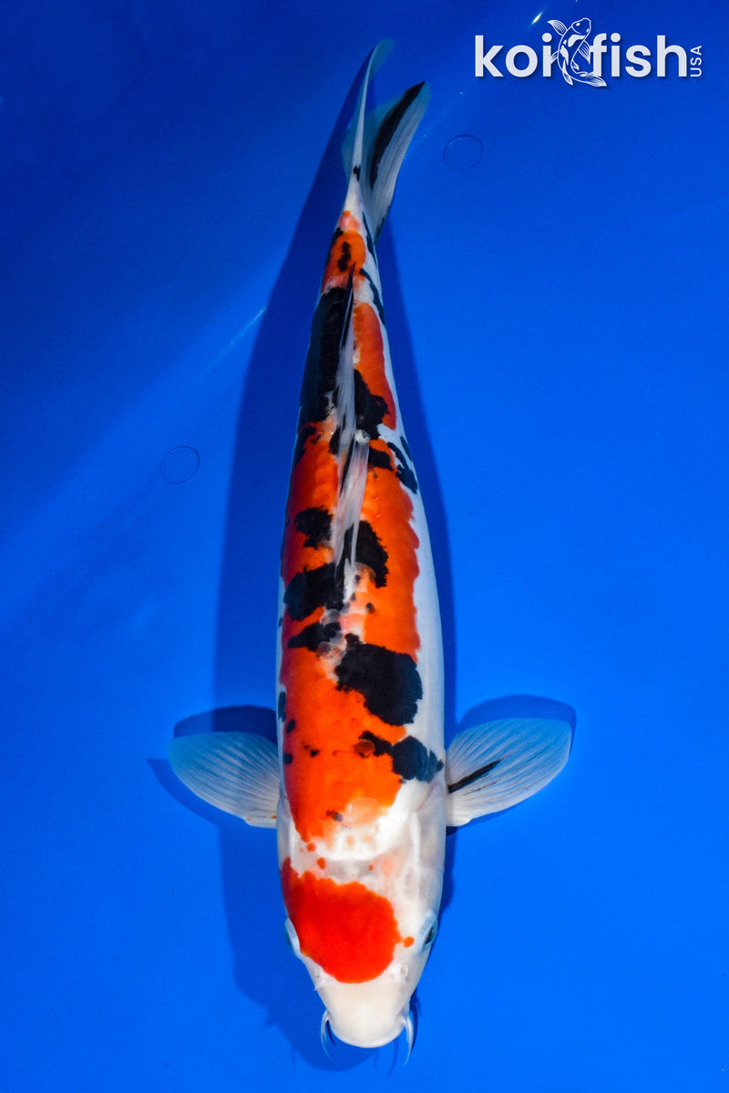 14.75" DOITSU SANKE