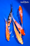 PACK OF (5) 4-5" STANDARD KOI