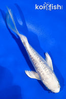 4.5" GINRIN ARAGOKE PLATINUM OGON BUTTERFLY