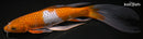 10.5" OCHIBA SHIGURE BUTTERFLY
