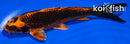 6.5" ORENJI MATSUBA