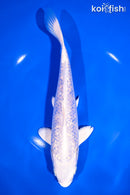 8.75" GINRIN PLATINUM OGON
